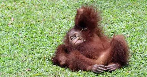 Kvíz: Co všechno víte o zvířatech z českých ZOO? Něco zjistíte z fotek, na něco potřebujete znalosti. Kam zařadit slonici Shanti a jak se jmenuje gorilátko?