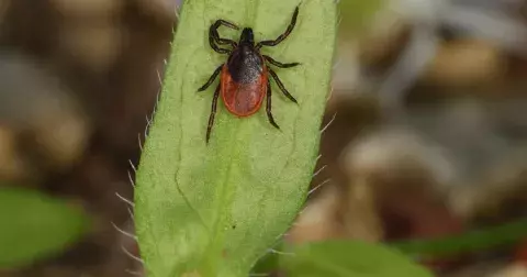 Klíšťata: 6 věcí, které experti nikdy nedělají
