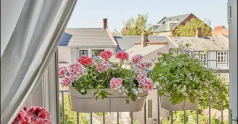 Jak pečovat o muškáty, aby bohatě kvetly až do podzimu: Nepřehánějte to se zálivkou a dohlédněte i na dostatek živin