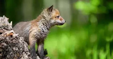 Kvíz: Poznáte lesní zvířata podle fotky? Jedno z nich je mistrem v hrabání, jiná nemají domov