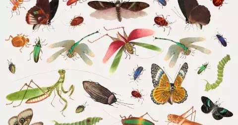 Kvíz: Jak byste obstáli v otázkách přírodopisu 6. třídy? Jen vzorný žák základní školy zvládne plný počet bodů