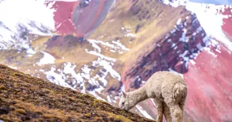 Kvíz: Co všechno víte o Peru. Asi znáte Machu Picchu, ale víte třeba něco o Incích, nebo kolik měří nejvyšší vrchol?