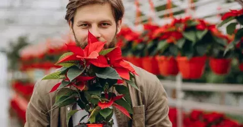 Kvíz: Symboly Vánoc. Tušíte, proč se líbáme pod jmelím a odkud se k nám dostala vánoční hvězda?