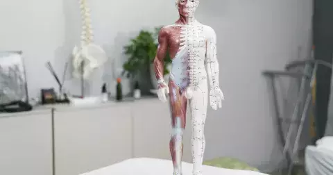 Kvíz z anatomie: Jak dobře znáte své tělo? Otestujte se, jestli byste zvládli učivo 8. třídy