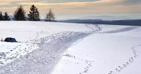 Kvíz: Poznáte podle otisku ve sněhu, co vám v noci běhalo po zahradě?
