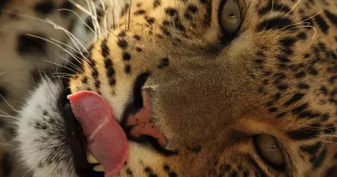 Tipovací kvíz v 17 otázkách prověří vaše znalosti o zvířatech, rostlinách i planetě