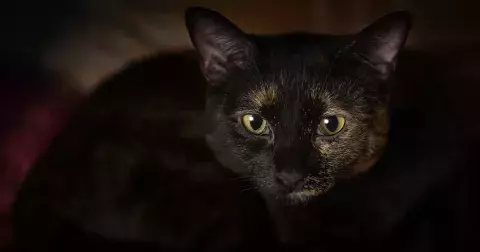 Děsí je pátek třináctého, černá kočka přes cestu i rozbité zrcadlo. Tato znamení zvěrokruhu zcela podléhají své pověrčivosti