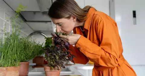 5 bylinek, které by vám v domácnosti neměly chybět. Využijete je nejen na vaření