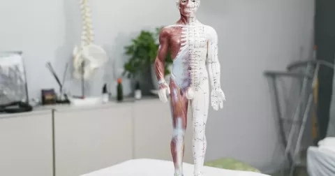 Bloudivý nerv: Tajemný vypínač stresu a zánětu. Jak ho okamžitě aktivovat?