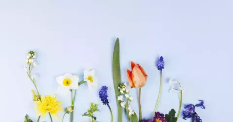 Kvíz: Poslové jara, čiřikání, chráněné rostliny i jarovizace. Co víte o jarní přírodě v Česku?