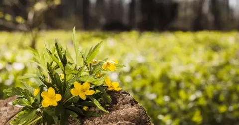 Kvíz: Jaro je za dveřmi a s ním i jarní zvyky a obyčeje. Jak dobře znáte české jarní tradice?
