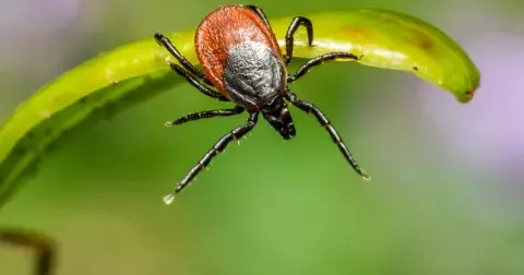 Co se může stát, když vás kousne klíště? Nemoci, které přenášejí, vás můžou poznamenat na celý život. Poznejte jejich příznaky včas!