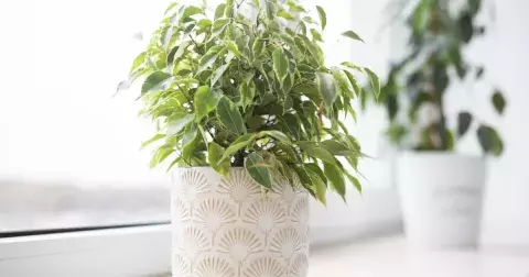 Kvíz: Jak dobře znáte pokojové rostliny? Zkuste oblíbené pokojovky poznat jen podle fotky