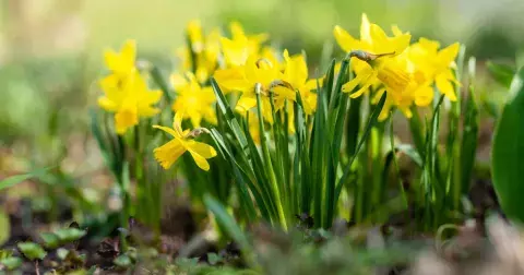 Kvíz: Co víte o květinách, které rozkvétají v jarní přírodě? Všechny pozná jen znalec