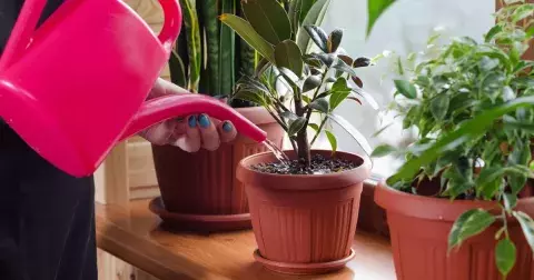 Geniální způsoby, jak dostat vaše pokojovky do formy. Zalévejte je touto směsí a znovu ožijí