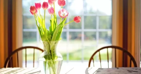 Chcete, aby vás tulipány ve váze těšily co nejdéle? Tento jednoduchý trik je udrží svěží a krásné i několik týdnů