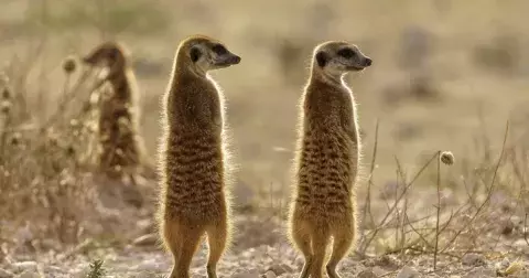 Kvíz: Jste milovníkem zvířat? Otestujte se v 17 tipovacích otázkách, co víte o zvířecí říši