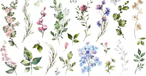 Bylinkový horoskop: Co vás čeká v nejbližší budoucnosti a co o vás vaše bylinka prozradí?