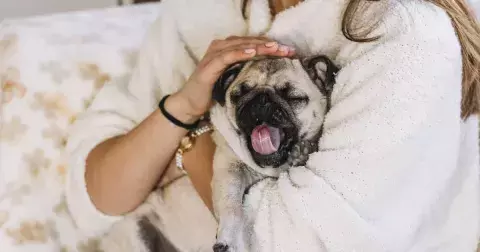 Kvíz pro pejskaře: Poznáte rasu podle fotky? Nebudou to jen všeobecně známá plemena